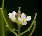 Garlic mustard